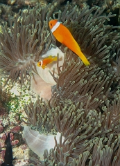 Velidhu - 2013_03_09 - IMG_0259rf_Poisson Clown des Maldives - Amphiprion Nigripe_House reef_pmt